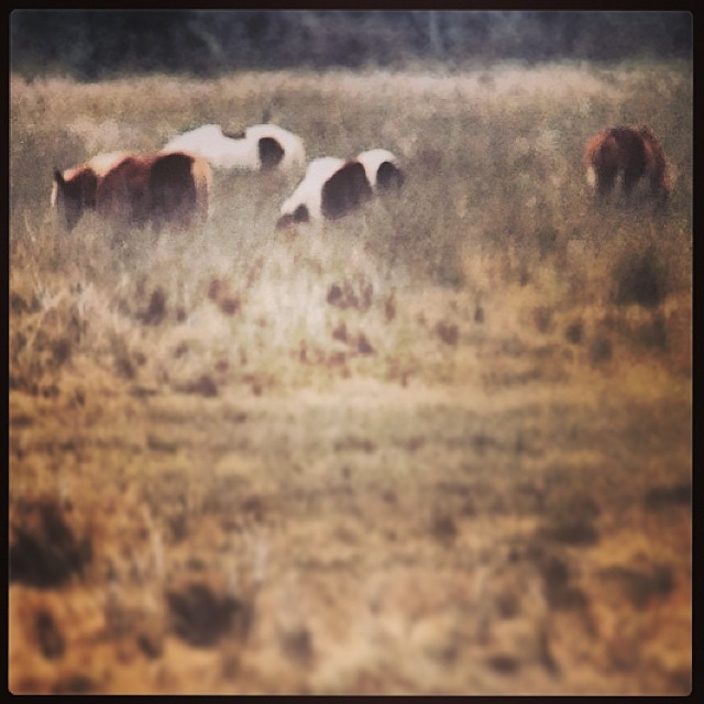 1017534_10152182110779524_467646924_n